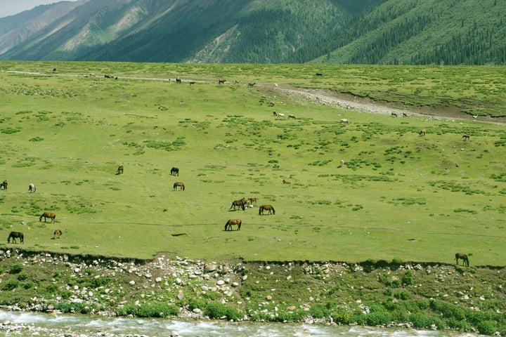 A herd scattered across a broad meadow below steep green mountains