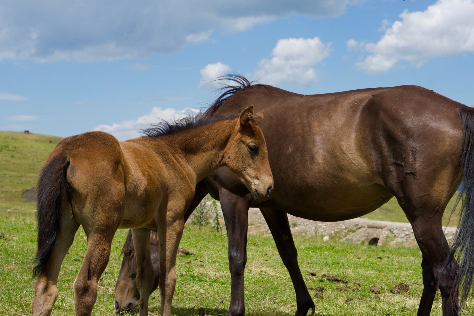 A foal beside a horse on the grasslands of Yili
